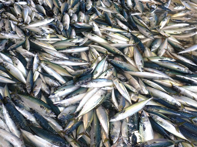 世界三大漁場の金華山沖で獲れる豊かな水産資源